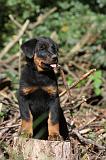 BEAUCERON - PUPPIES 161